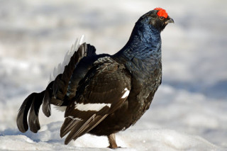 Chasse Vailly