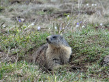 marmotte dans prairie