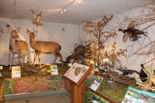 Musée de la faune
